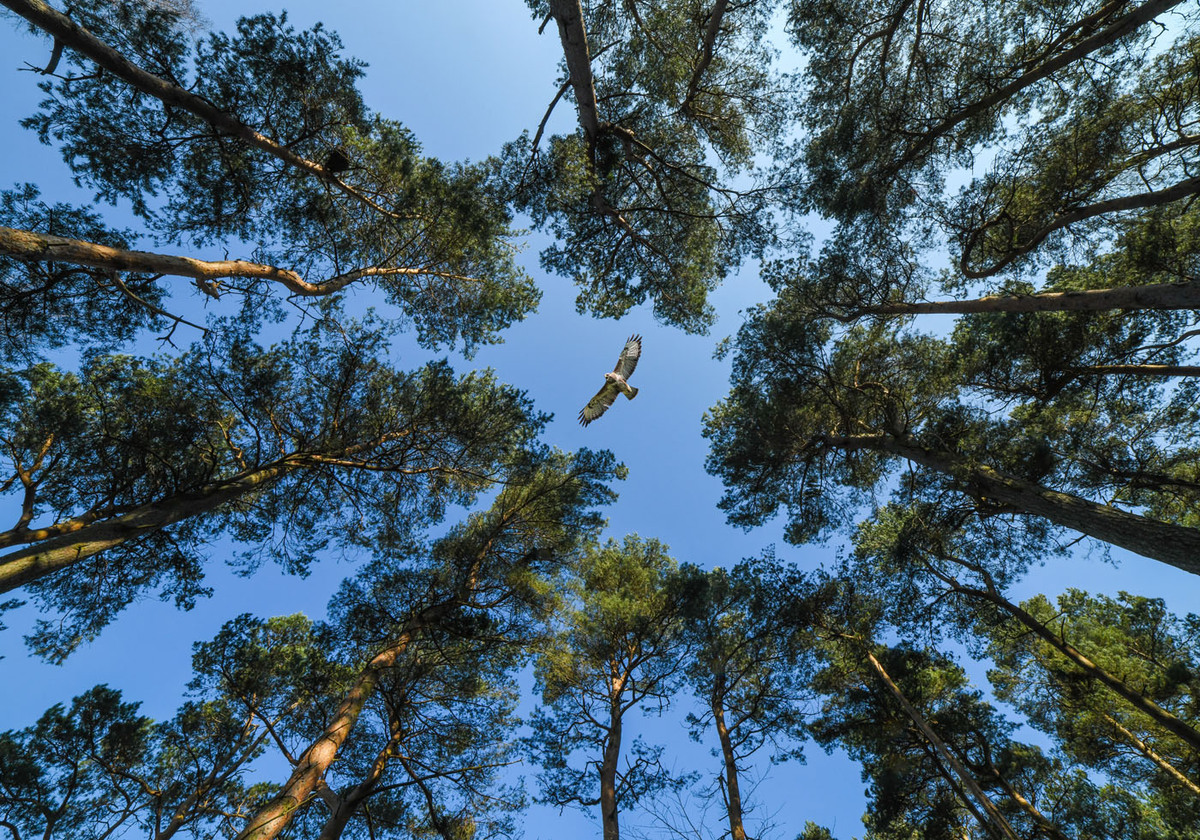 5th Buzzard Country by Kevin Hilton